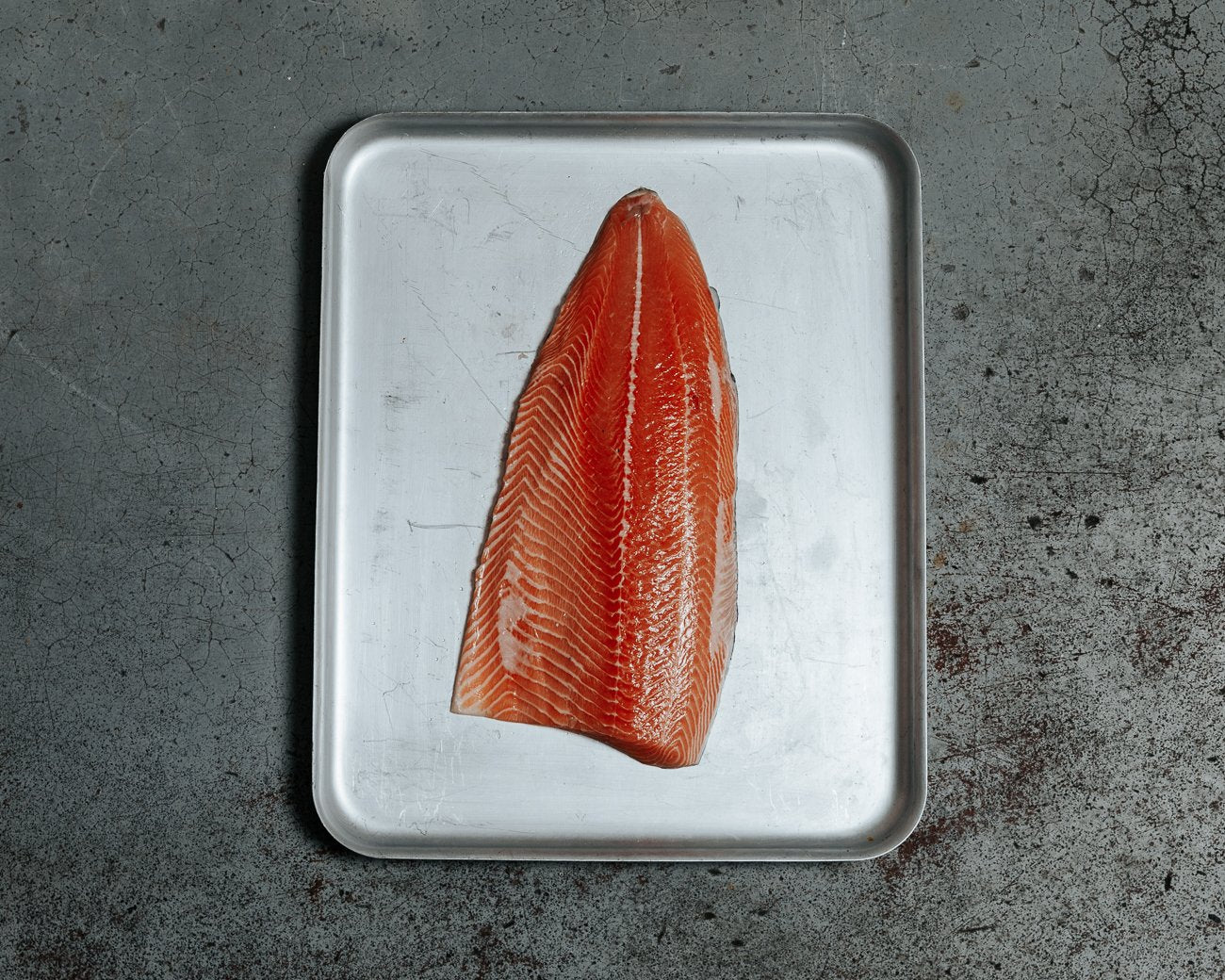 Atlantic Salmon, Side (Christmas)
