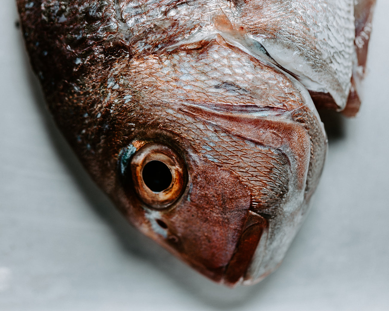 Whole Snapper (Christmas)