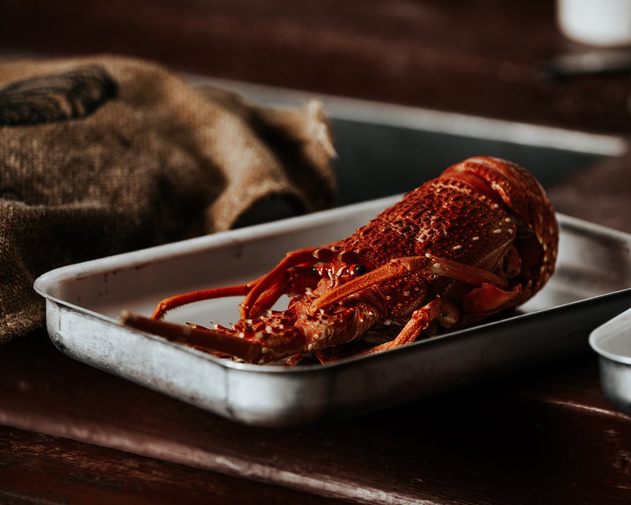 Southern Rock Lobster (Christmas)