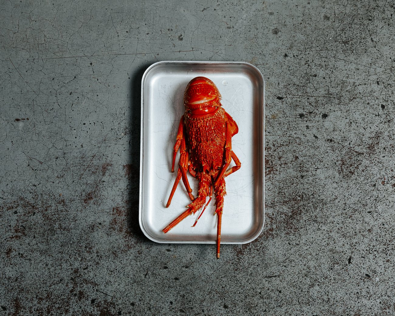 Southern Rock Lobster (Christmas)