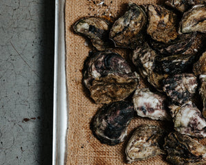Rock Oysters, Shucked (Christmas)