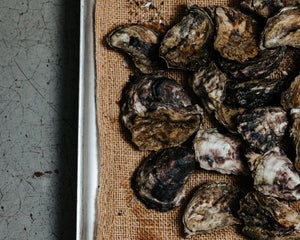 Rock Oysters, Live